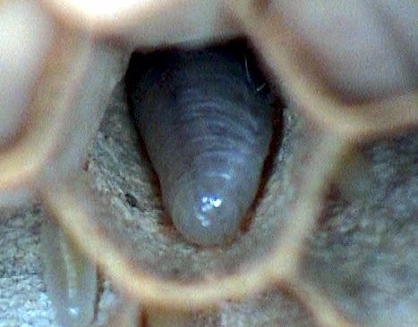 Hornissenlarve, Foto: Dr. Elmar Billig