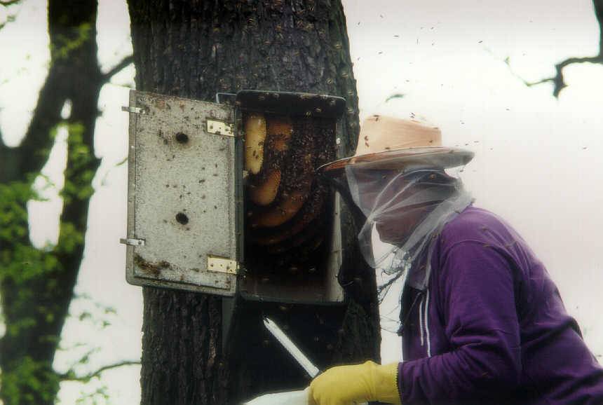 Bienenvolk im Hornissenkasten; Foto Konrad Schmidt
