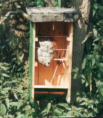 Foto: Dieter Kosmeier; Nest der mittleren Wespe - umgesiedelt in einen Hornissenkasten. Die Tr wurde entfernt.