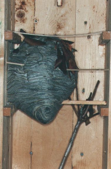 Foto: Dieter Kosmeier; Nest der mittleren Wespe - umgesiedelt in einen Hornissenkasten. Die Tr wurde entfernt.