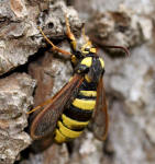 Hornet moth