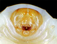 larva head; Foto: Dr. Elmar Billig