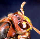 Head of a hornet