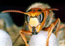 head of a hornet (Photo: Dr. Elmar Billig)