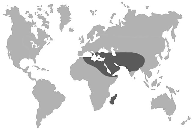 Verbreitung von Vespa orientalis