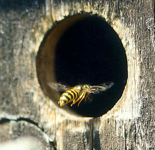 Sächsischen Wespe beim Einfliegen in einen Meisennistkasten