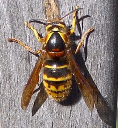 Knigin der mittleren Wespe; Foto: Dieter Kosmeier