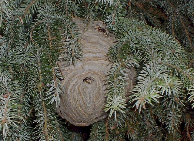 Foto: Dieter Kosmeier; Nest der kleinen Hornisse im Nadelbaum